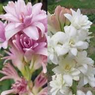 Pink Securigera Flower Rare Blooming Plants for Planting Heirloom Non-GMO High Germination Organic Garden for Balcony