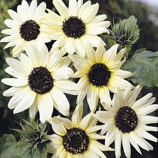 White Sunflower seeds