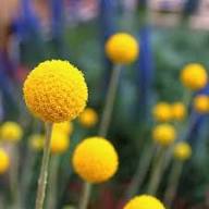 Yellow Billy Buttons Flower Flower Seeds - Heirloom Non GMO High Germination Organic Garden Planting Seeds