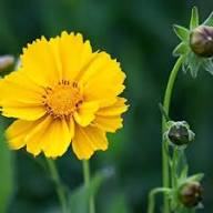 Yellow Coreopsis Flower Seeds - Heirloom Non GMO High Germination Flower Seeds for Planting