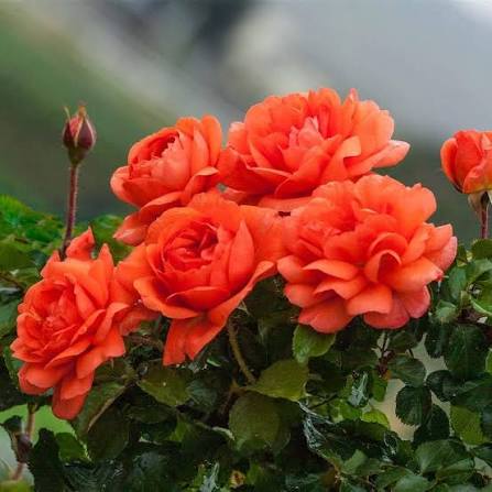Orange Rose Flower Seeds