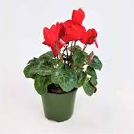 Red Cyclamen Flower Seeds Easy Grow Blossoms Home Garden Decoration Colorful Landscape Seeds for Planting Heirloom Non GMO High Germination Organic Garden Seeds