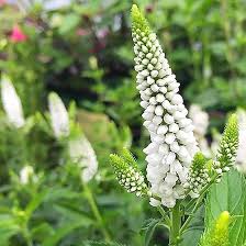 White Veronica Flower