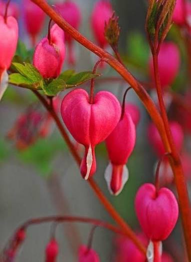 Bleeding Heart Flower Seeds