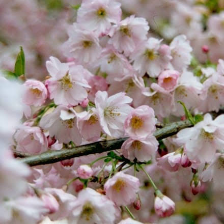 Yedoensis Flower