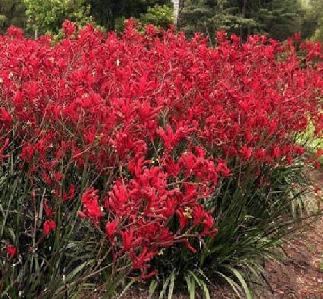 Anigozanthos Flavidus Flower Seeds