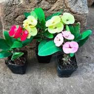 Mixed Crown Thorns Flower Seeds - Heirloom Non GMO High Germination Flower Seeds for Planting
