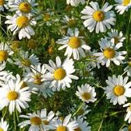 White Chamomile Flower Seeds Rare Blooming Plants Balcony and Patio Gardening Colorful Seeds for Planting - Heirloom Non