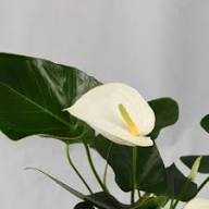 White Blooming Anthurium Flower Flower Seeds - Heirloom Non GMO High Germination Organic Garden Planting Seeds