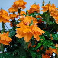 Orange Kaffir Flower Seeds - Heirloom Non GMO High Germination Flower Seeds for Planting