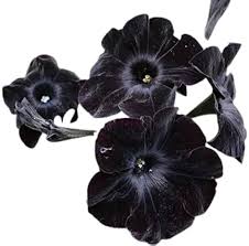 Black Petunia Flower Seeds