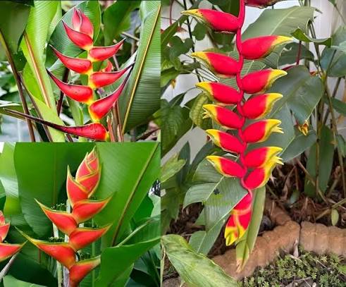Red Heliconia Flower Seeds