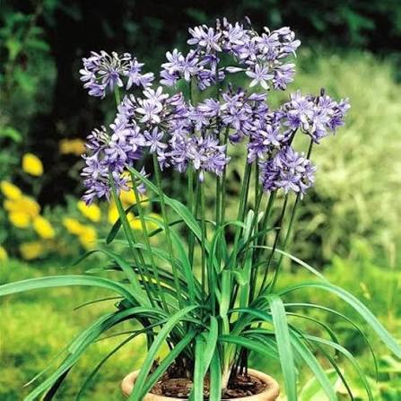 Tulbaghia Flower Seeds