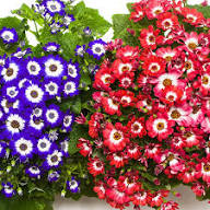 Cineraria Flower Seeds Mixed Exotic Flowering Plants Colorful Backyard Beauty Seeds for Planting - Heirloom Non GMO High
