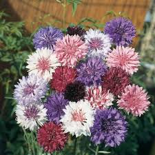 Centaurea Flower Seeds