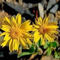 Yellow Arnica chamissonis Flower Seeds