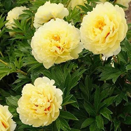 Bartzella Flower seeds