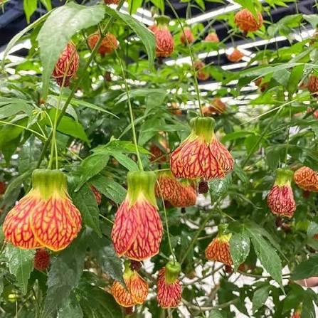 Orange Princess Abutilon Flower Seeds