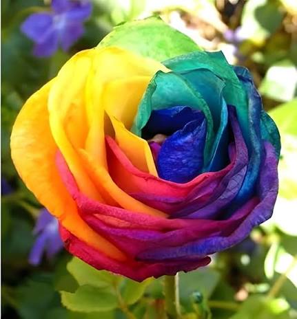 Rainbow Rose Flower