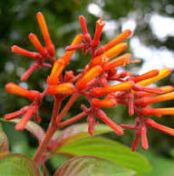 Red Hamelia Flower Heirloom Non GMO High Germination Organic Garden for Planting for Colorful Garden Landscaping Seed