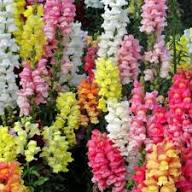 Mixed Antirrhinum Flower Seeds Exotic Flowering Plants Heirloom Non-GMO High Germination Organic Garden Seeds -