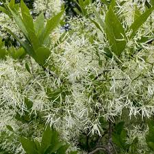Chionanthus Flower Seeds for Colorful Backyard Beauty - Heirloom Non GMO Premium Flower Seeds for Home Garden Planting