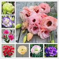 Mixed Eustoma Flower Seeds – Exotic Flowering Plants Colorful Backyard Beauty Seeds - Heirloom Non GMO High Germination