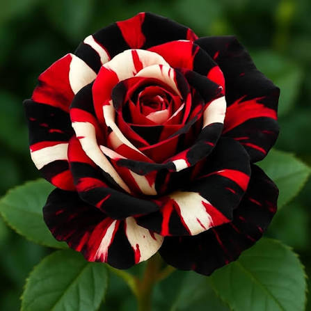Mixed Flordia Rose Flower