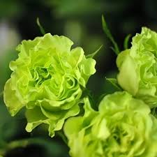 Green Climbing Rose Flower Fresh