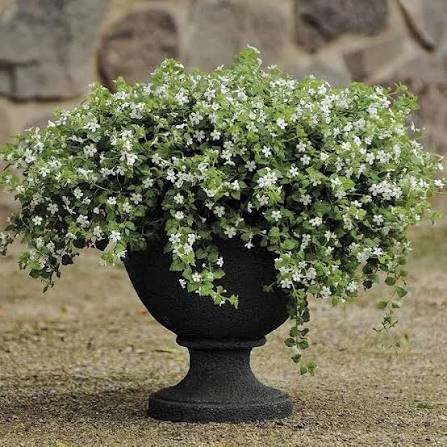 White Hanging Bacopa Flower Seeds