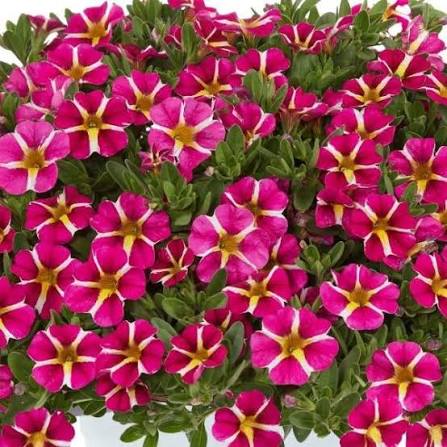 Pink Calibrachoa Flower Seeds White