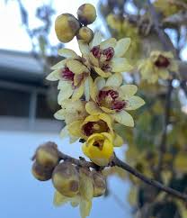 Yellow Chimonanthus Flower Seeds - Heirloom Non GMO High Germination Garden Seeds for Planting