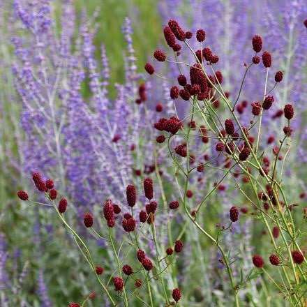 Purple Sanguisorba Flower Seeds Heirloom Non GMO High Germination Orga - Heirloom Non GMO High Germination Organic Garde