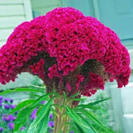 Pink Cockscomb Flower Seeds