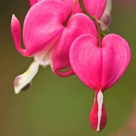 Red Dicentra Spectabilis Flower