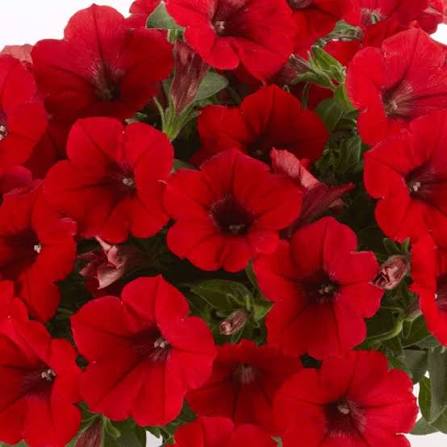 Red Petunia Flower Seeds