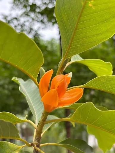 Orange Michelia Alba Flower Seeds – Easy Grow Blossoms for Pots and Backyard Spaces