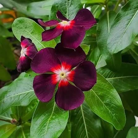 Periwinkle Flowers Seeds