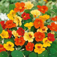 Red Yellow Nasturtium Flower Fresh