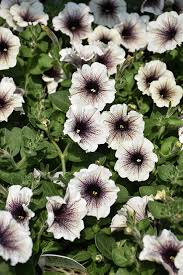 Yellow Black Petunia Flower Seeds - Heirloom Non GMO Premium Garden Seeds for Planting