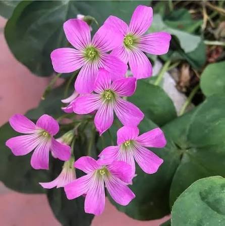 Oxalis Flower Seed Perennial