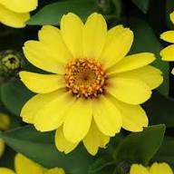 Yellow Yellow Aubrieta Flower Fresh