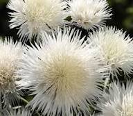 White Centaurea Flower Seeds - Heirloom Non GMO High Germination Garden Seeds for Planting
