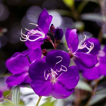 Purple Tibouchina Flower Seeds