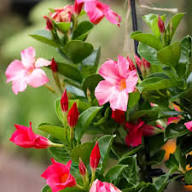 Pink Dipladenia for Planting Heirloom Non-GMO High Germination Organic Garden Premium Floral Flower Seeds - Heirloom