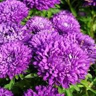 Violet Aster Flower Seeds