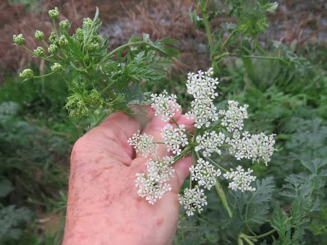 Hemlock Flower Seeds - Heirloom, Non GMO, High Germination, Organic Garden Seeds