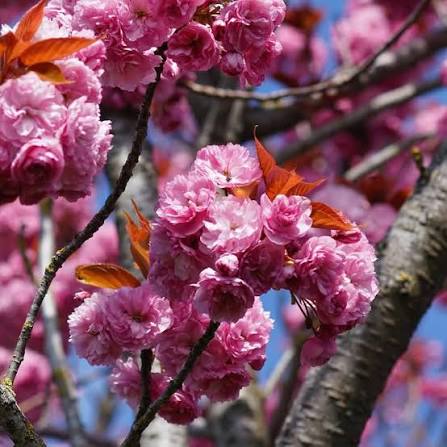 Pink Prunus Flower Seeds