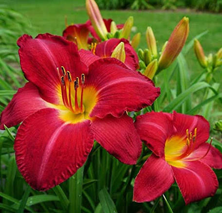 Hemerocallis Flower Seeds