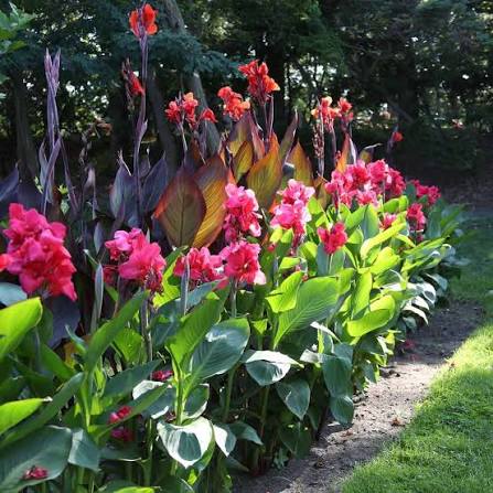 PINK ELWYN CANNA FLOWER SEEDS HEIRLOOM NON-GMO HIGH GERMINATION ORGANIC GARDEN SEEDS FOR PLANTING Seeds - Heirloom Non G